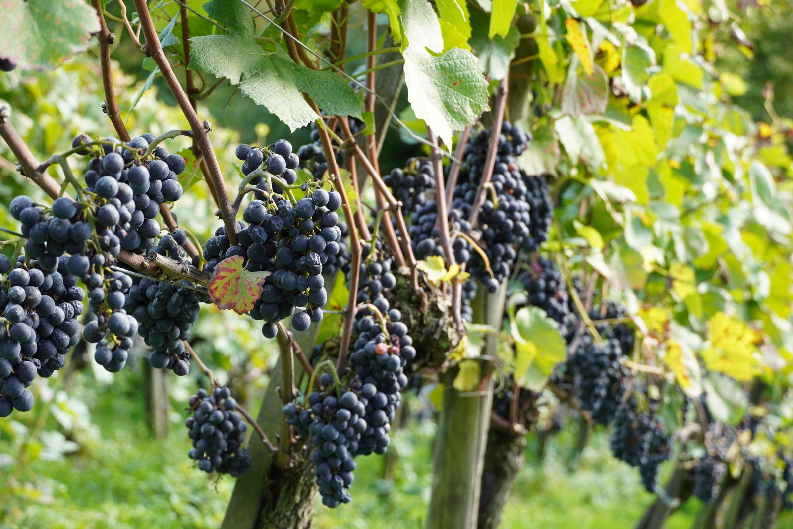 Trossen wijndruiven tussen groene bladeren